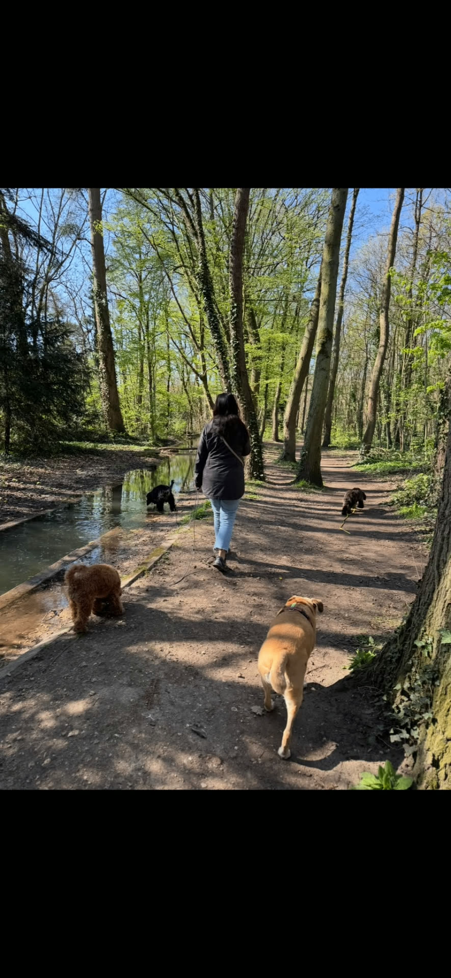 Groupe de chiens en promenade au Bois de Boulogne
