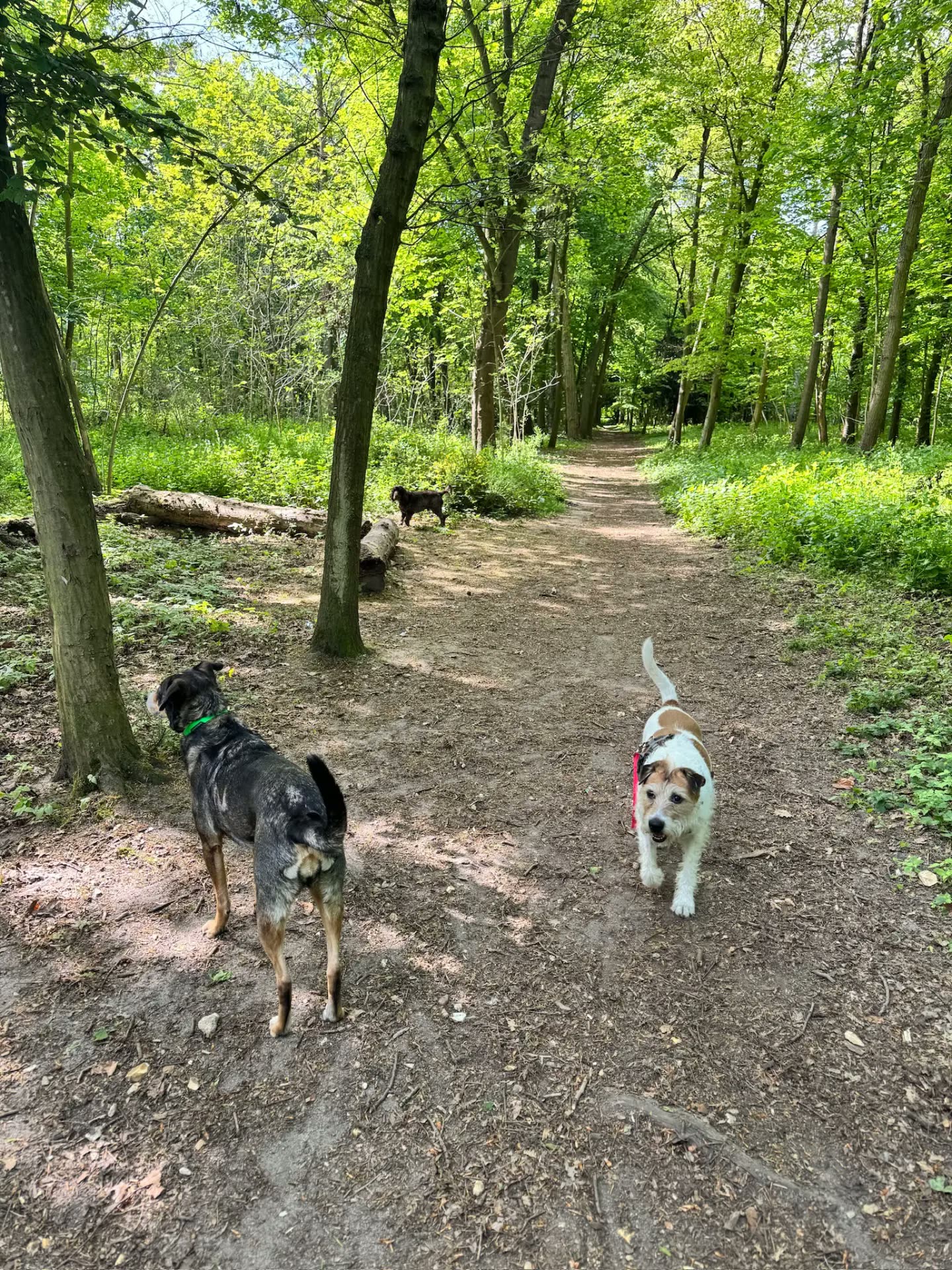 Chiens heureux courant dans une allée forestière du Bois de Boulogne