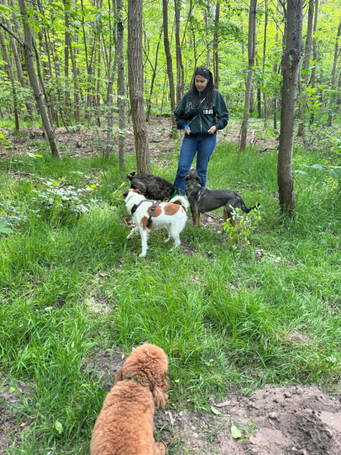 Sonia en forêt avec un petit groupe de chiens
