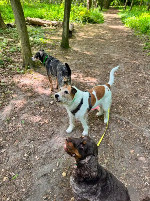 Trio sentier